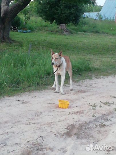 Найдена собака