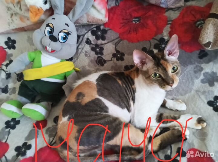 Кошка сфинкс