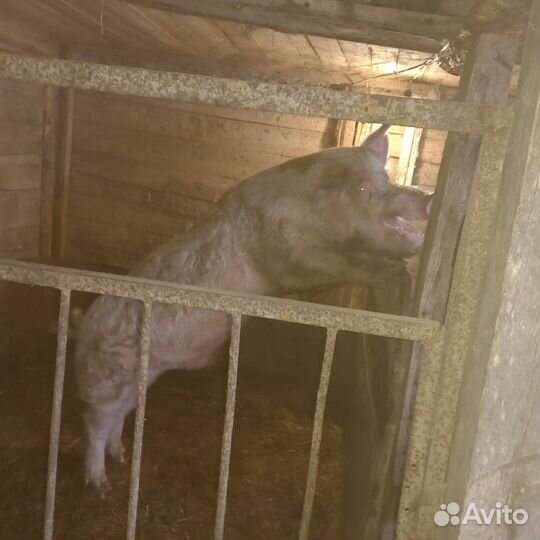 Хряк на племя
