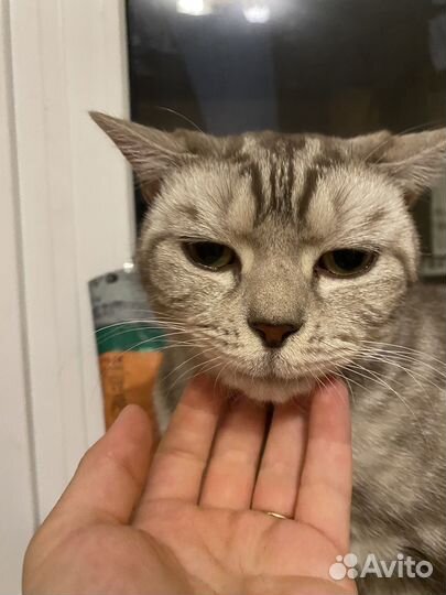 Британский кот