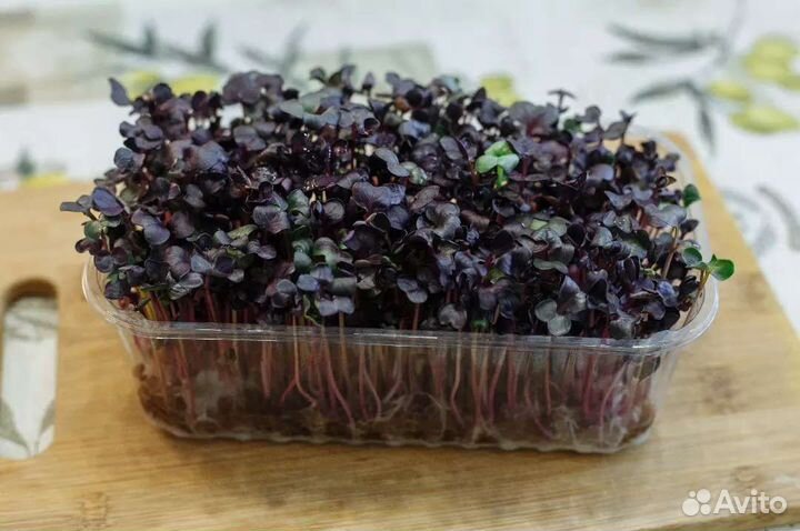 Микрозелень