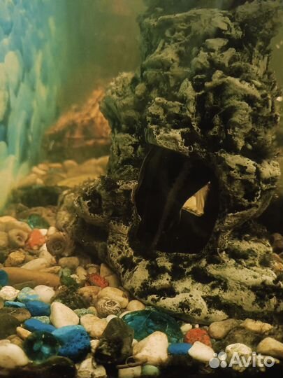 Аквариумные рыбки сомики