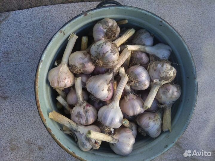 Чеснок сортовой, крупный