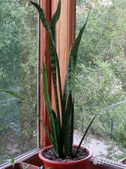 Cансевиерия