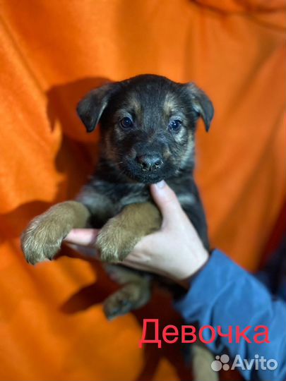 Отдам в добрые руки