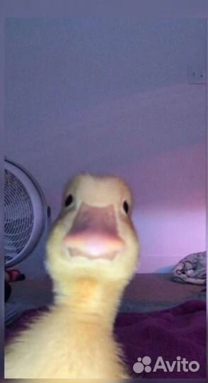 Пух гусиный