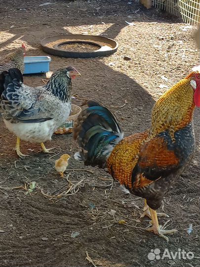 Куры петухи