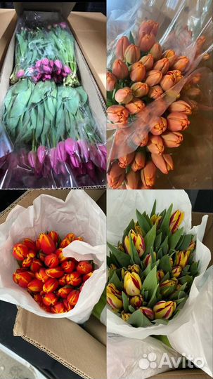 Тюльпаны розница