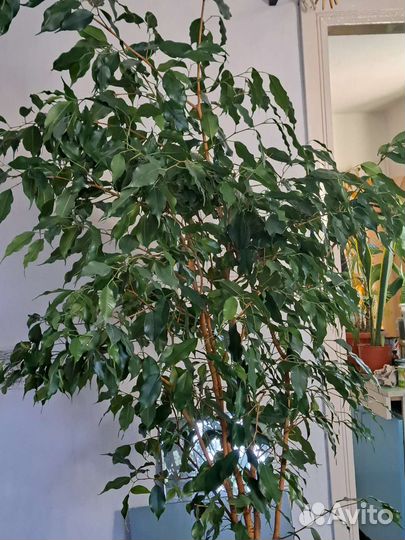 Фикус Бенджамина большой