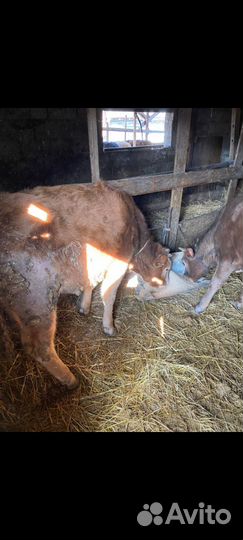 Коровы, телки