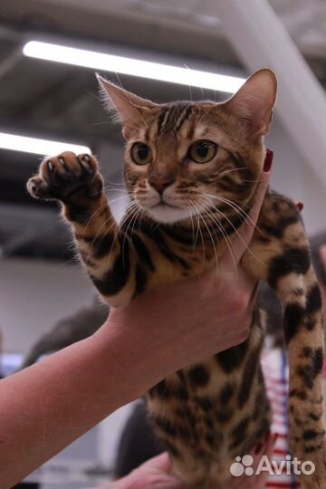 Бенгальская