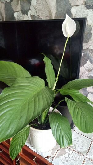 Спатифиллум