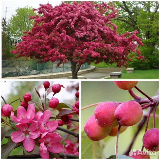 Яблоня Рудольф