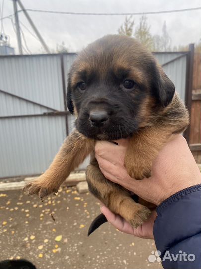 Щенята в добрые руки