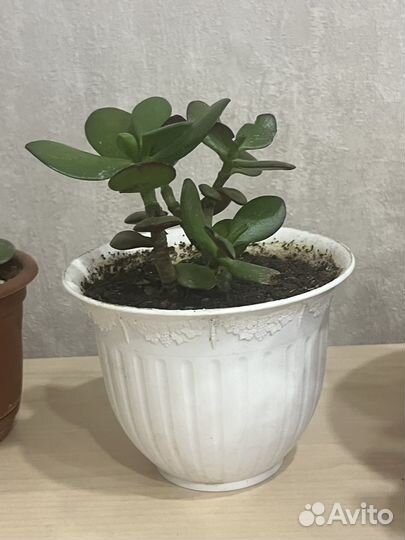 Денежное дерево