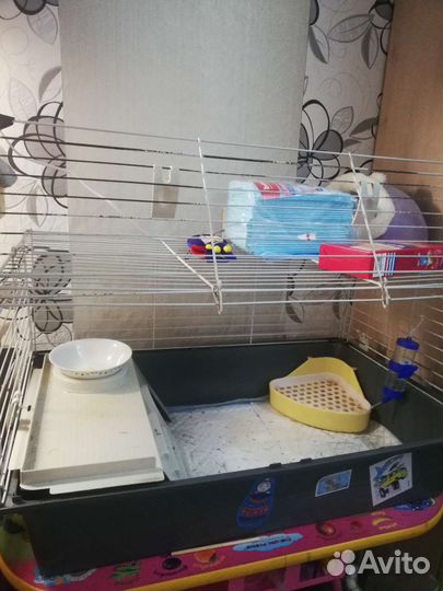 Морская свинка бесплатно