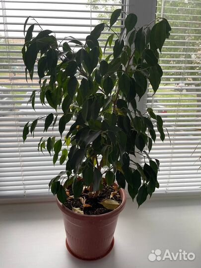 Фикус бенджамина