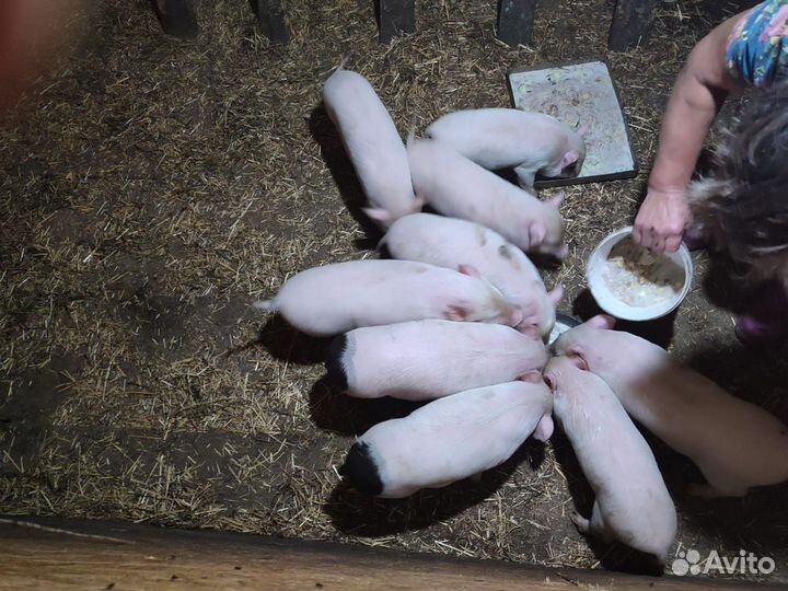 Вьетнамские поросята