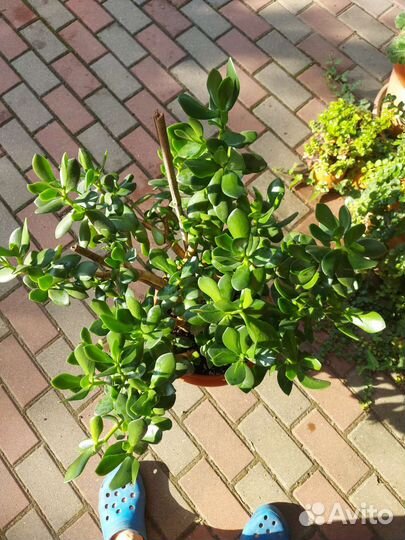 Крассула толстянка