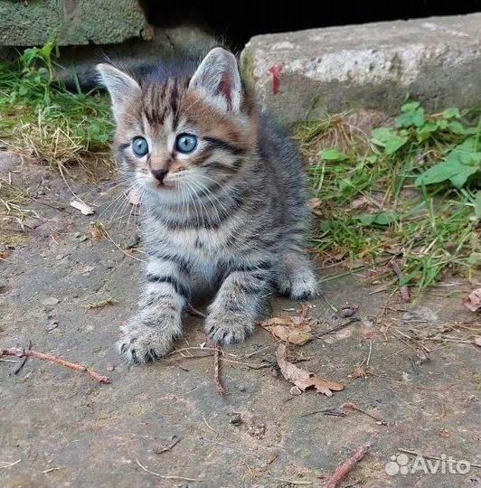 Очаровательные котятки-полосатики