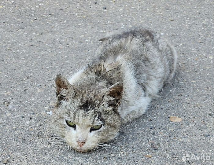 Кошке нужна помощь и передержка