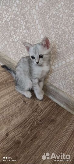 Британский котенок