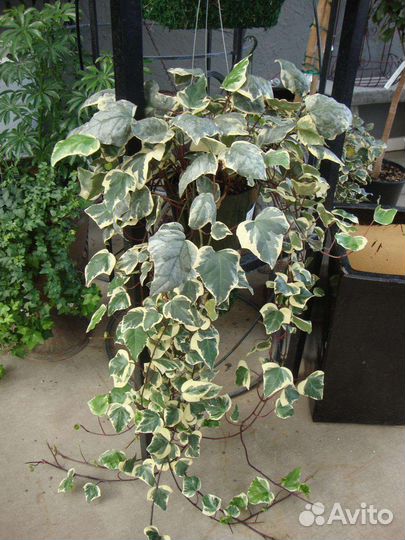 Лианы, Плющ