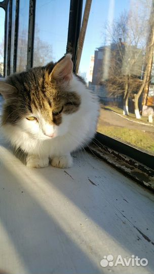 Кот в добрые руки