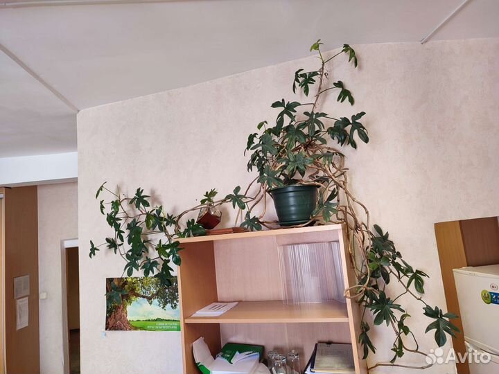 Комнатные растения цветы