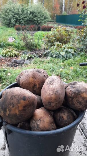 Продам картофель