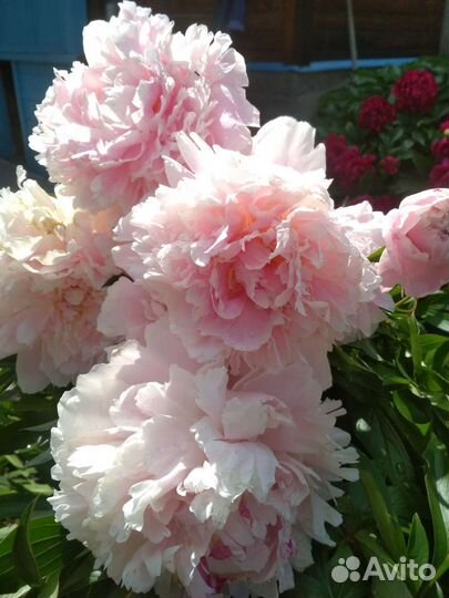 Пионы, 7 сортов, саженцы