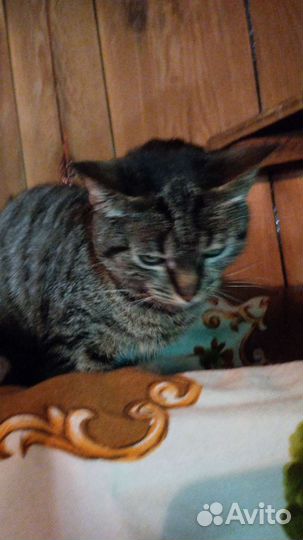 Кошка в дар бесплатно