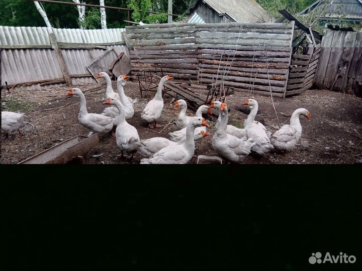 Продаю гусей