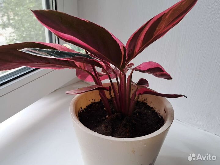 Строманта триколор