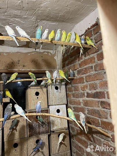 Волнистый попугай