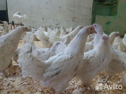 Куры молодки