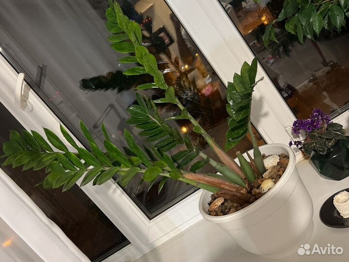 Замиокулькас