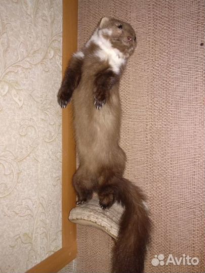 Чучело куницы