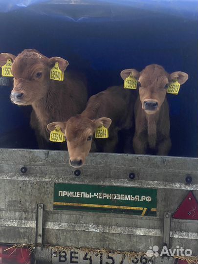 Телочки Джерси