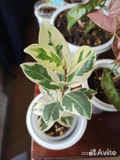 Комнатные растения