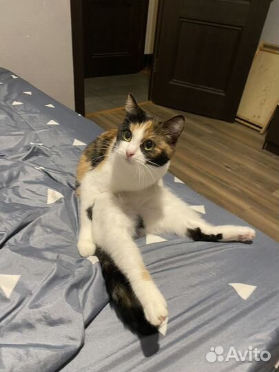 Отдам кошечку в добрые руки