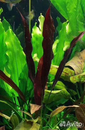 Сортовые эхинодорусы и нимфеи