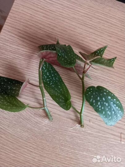 Бегония Макулата