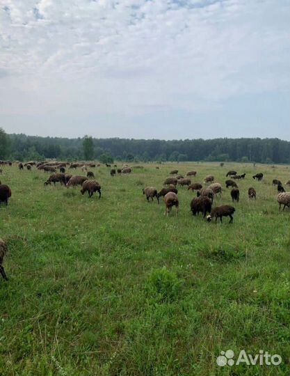 Продаём овец баранов и овце-маток 1000+ голов