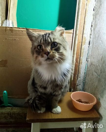 Котик в добрые руки