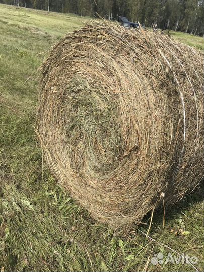 Продам сено