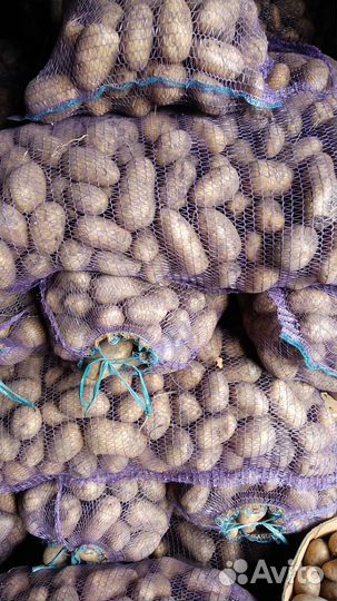 Тыква, арбуз, овощи и легендарная том паста