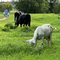 Домашнее коровье молоко Доставка