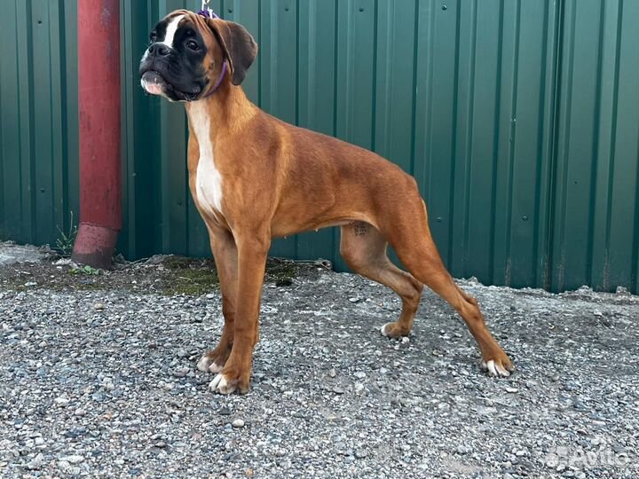 Щенки немецкого боксера