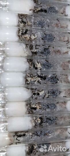 Муравьи жнецы Messor structor